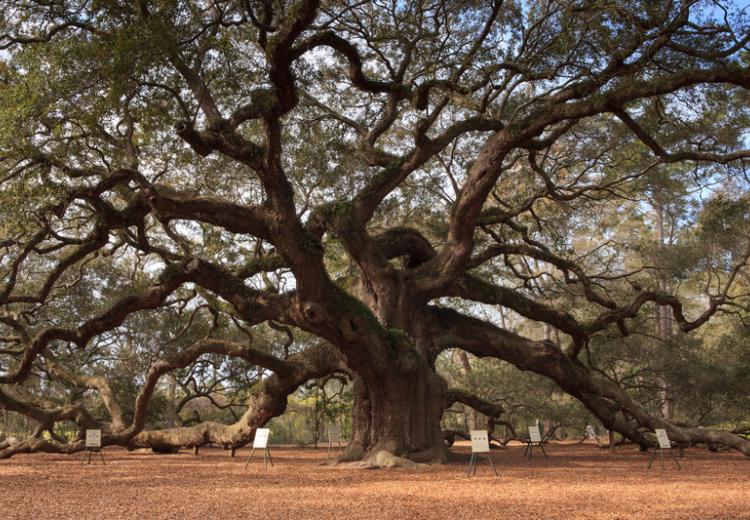 ai tree of thought prompt